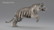 3D-White-Tiger-Animated-Fur10