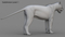 3D-White-Tiger-Animated-Fur13