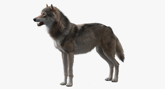 3D-Wolf-model1