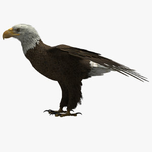 3D-model-American-Bald-Eagle1