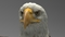 3D-model-American-Bald-Eagle10