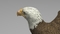 3D-model-American-Bald-Eagle15