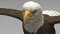 3D-model-American-Bald-Eagle16