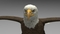 3D-model-American-Bald-Eagle17