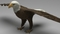 3D-model-American-Bald-Eagle18