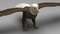 3D-model-American-Bald-Eagle19