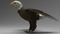 3D-model-American-Bald-Eagle2