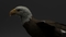 3D-model-American-Bald-Eagle21