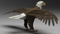 3D-model-American-Bald-Eagle6