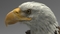 3D-model-American-Bald-Eagle7