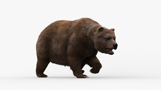 3D-model-Bear-Animated1