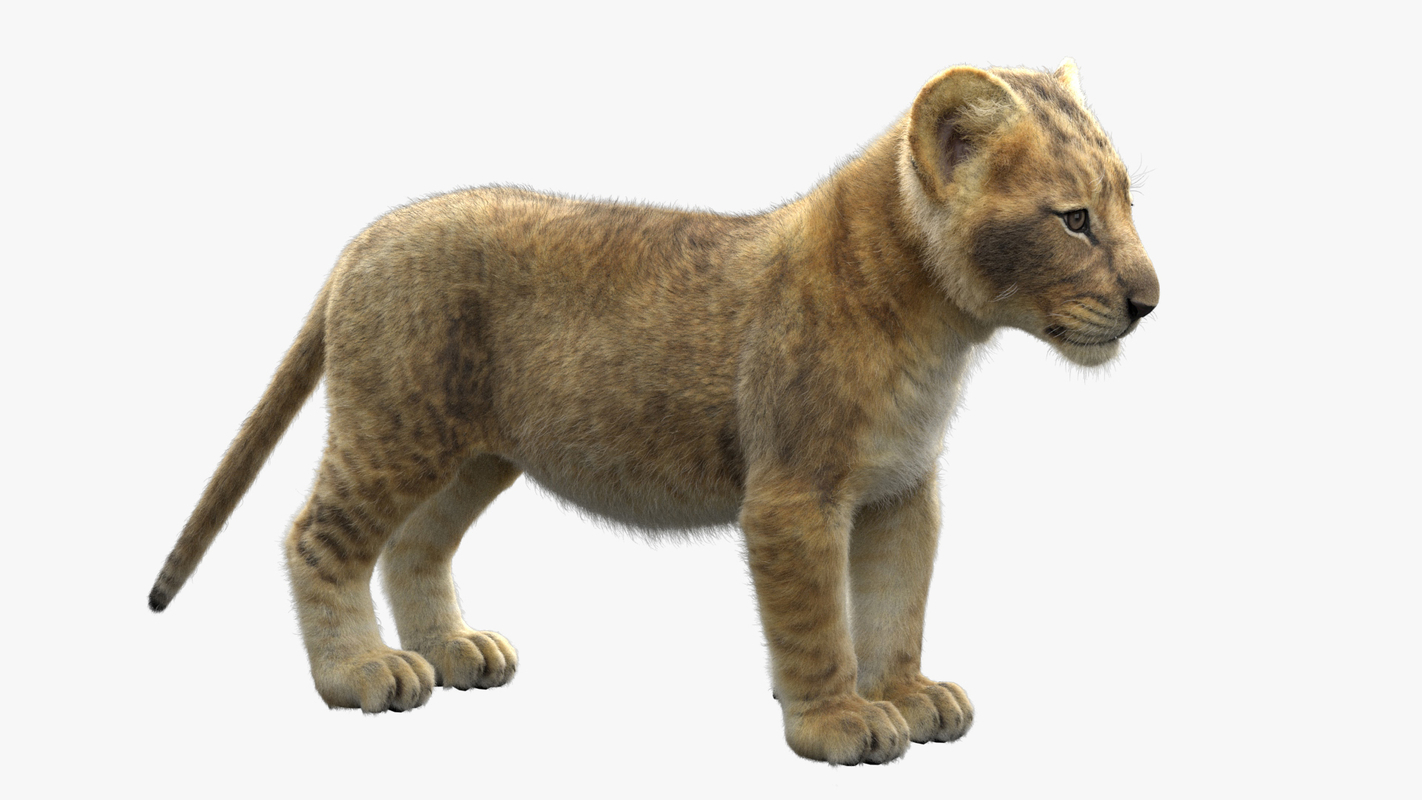 3D model Lion Cub — Missset