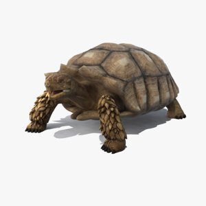 African-Spurred-Tortoise1