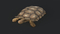 African-Spurred-Tortoise9