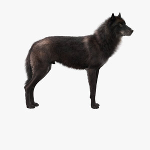 Black-Wolf-Rigged-3D-model1
