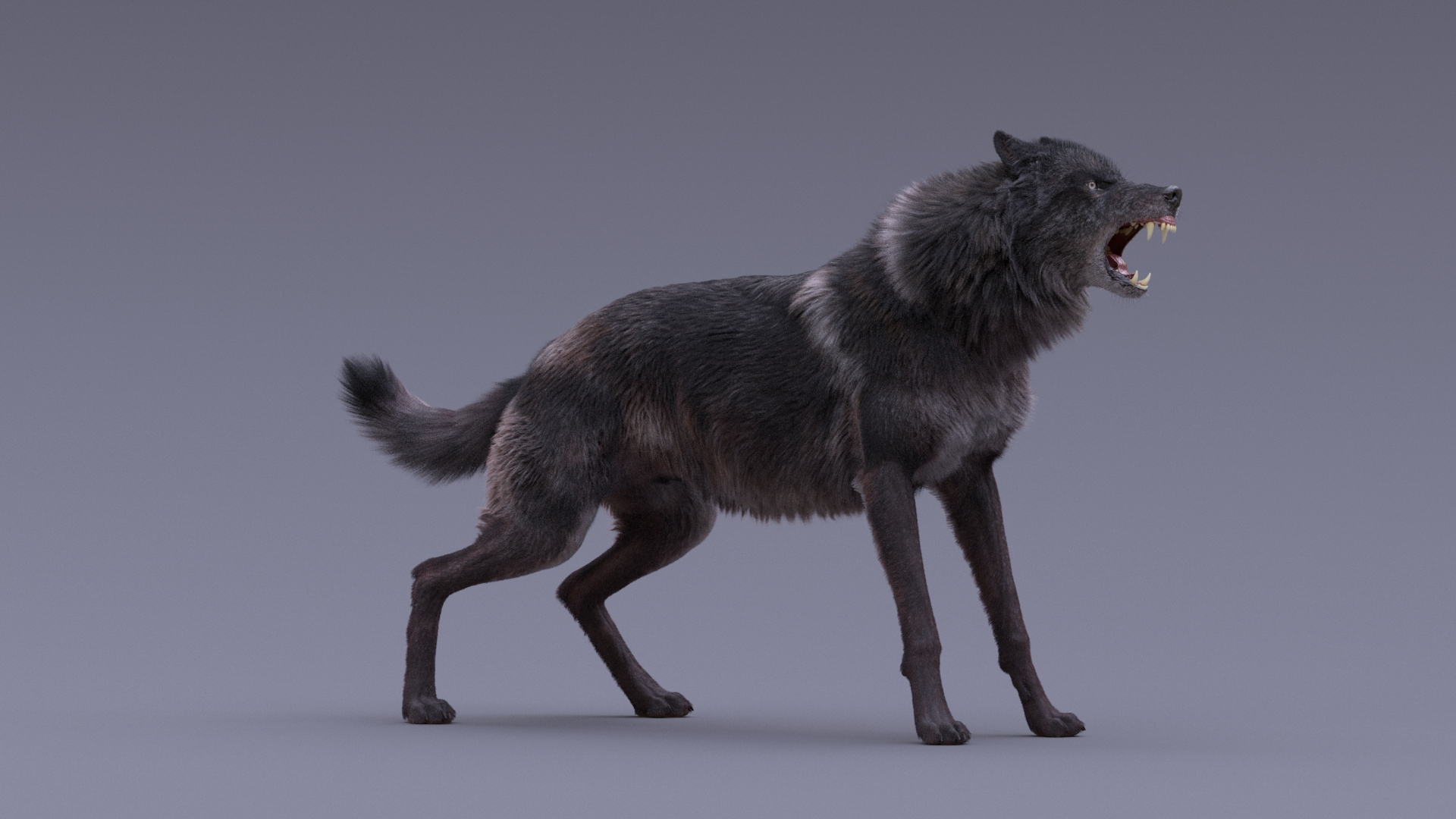 Black Wolf Rigged 3D — Missset