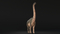 Brachiosaurus-Rigged5