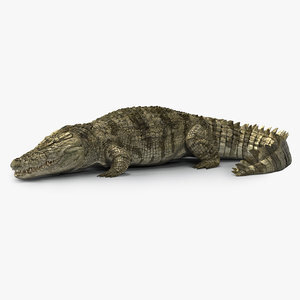 Crocodile-Rigged-3D1