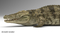 Crocodile-Rigged-3D30