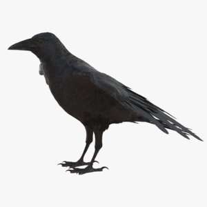 Crow-3D-model1