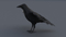 Crow-3D-model2