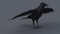Crow-3D-model5