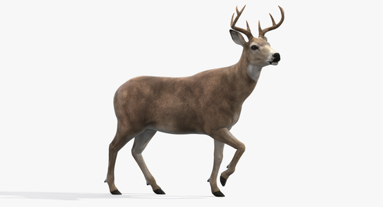 Deer-Rigged1