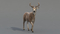 Deer-Rigged5