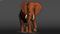 Elephant-Animated24