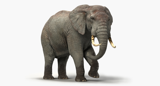 Elephant-Rigged-3D1