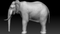 Elephant-Rigged-3D14
