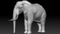 Elephant-Rigged-3D15