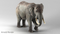Elephant-Rigged-3D24