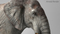 Elephant-Rigged-3D29