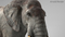 Elephant-Rigged-3D30