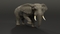 Elephant-Rigged3