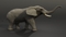 Elephant-Rigged4