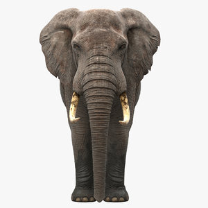 Elephant1