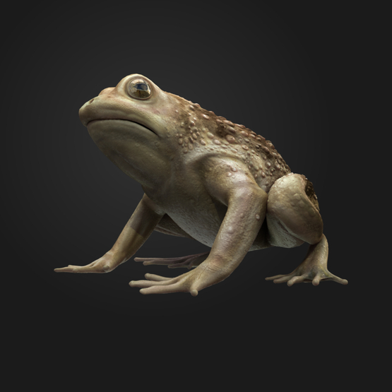 Frog-RIGGED1