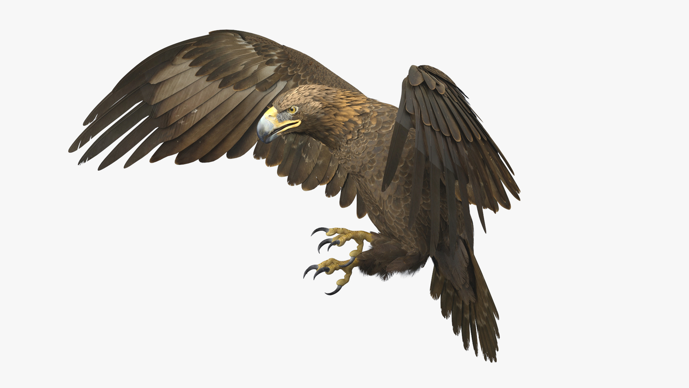 Golden Eagle Animated 3D model — Missset