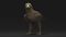 Golden-Eagle-Animated-3D-model22