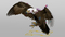 Golden-Eagle-Animated-3D-model29