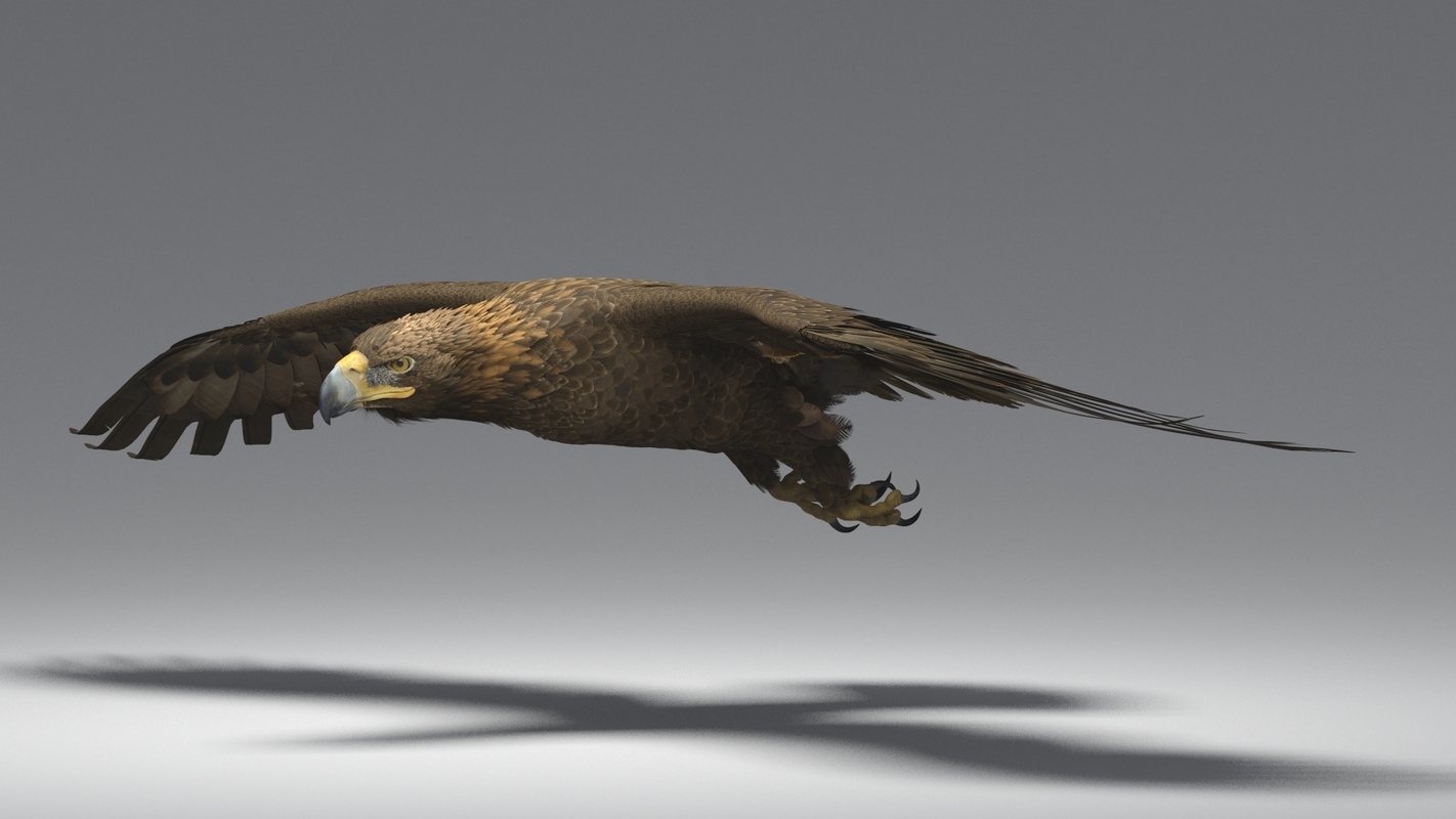Golden Eagle Animated 3D model — Missset