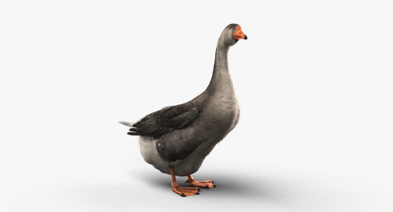 Goose-Rigged-model1