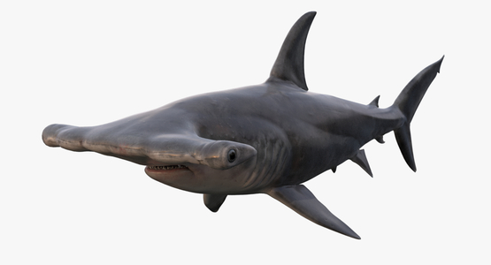 Hammerhead-Shark1