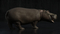 Hippo-animated5