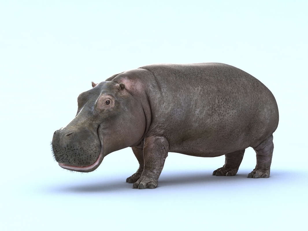 Hippo animated — Missset