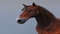 Horse-Realistic-and-RIGGED11