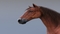 Horse-Realistic-and-RIGGED13
