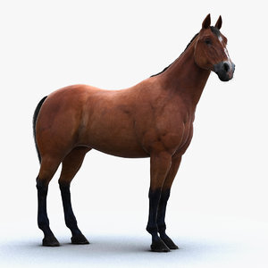 Horse-Rigged1